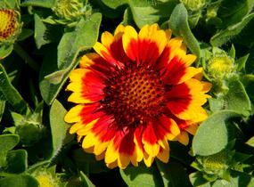 Kokarda osinatá 'Barbican Yellow Red Ring' - Gaillardia aristata 'Barbican Yellow Red Ring'