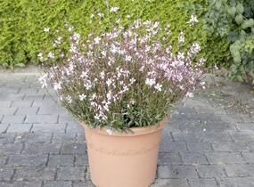 Svíčkovec 'Butterfly Appleblossom' - Gaura lindheimeri 'Butterfly Appleblossom'