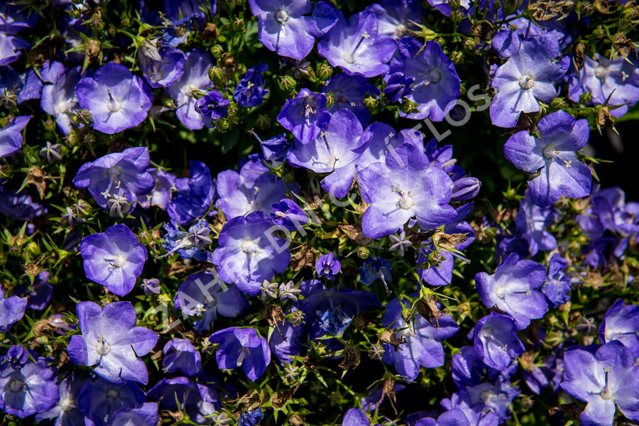 Zvonek 'Beyond Blue' - Campanula interspecific 'Beyond Blue'