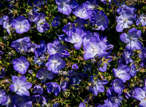 Zvonek 'Beyond Blue' - Campanula interspecific 'Beyond Blue'