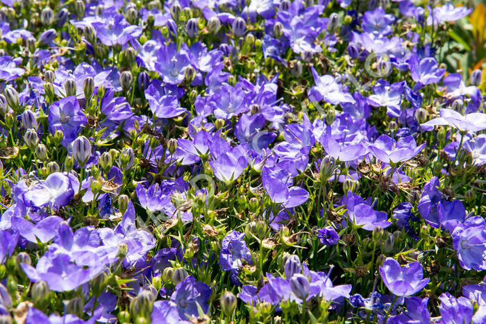 Zvonek 'Beyond Blue' - Campanula interspecific 'Beyond Blue'