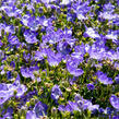 Zvonek 'Beyond Blue' - Campanula interspecific 'Beyond Blue'