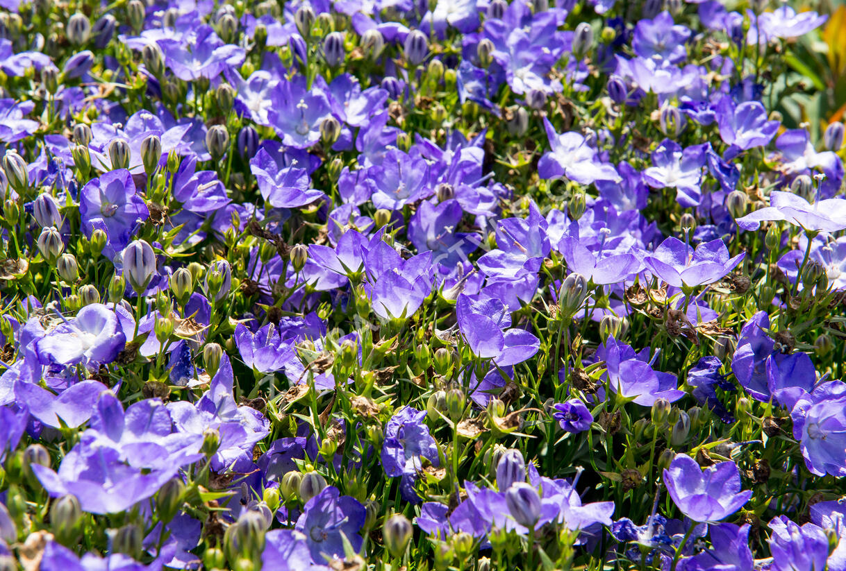Zvonek 'Beyond Blue' - Campanula interspecific 'Beyond Blue'