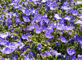 Zvonek 'Beyond Blue' - Campanula interspecific 'Beyond Blue'