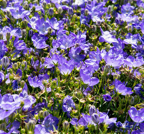 Zvonek 'Beyond Blue' - Campanula interspecific 'Beyond Blue'