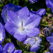 Zvonek 'Beyond Blue' - Campanula interspecific 'Beyond Blue'