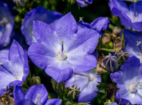 Zvonek 'Beyond Blue' - Campanula interspecific 'Beyond Blue'