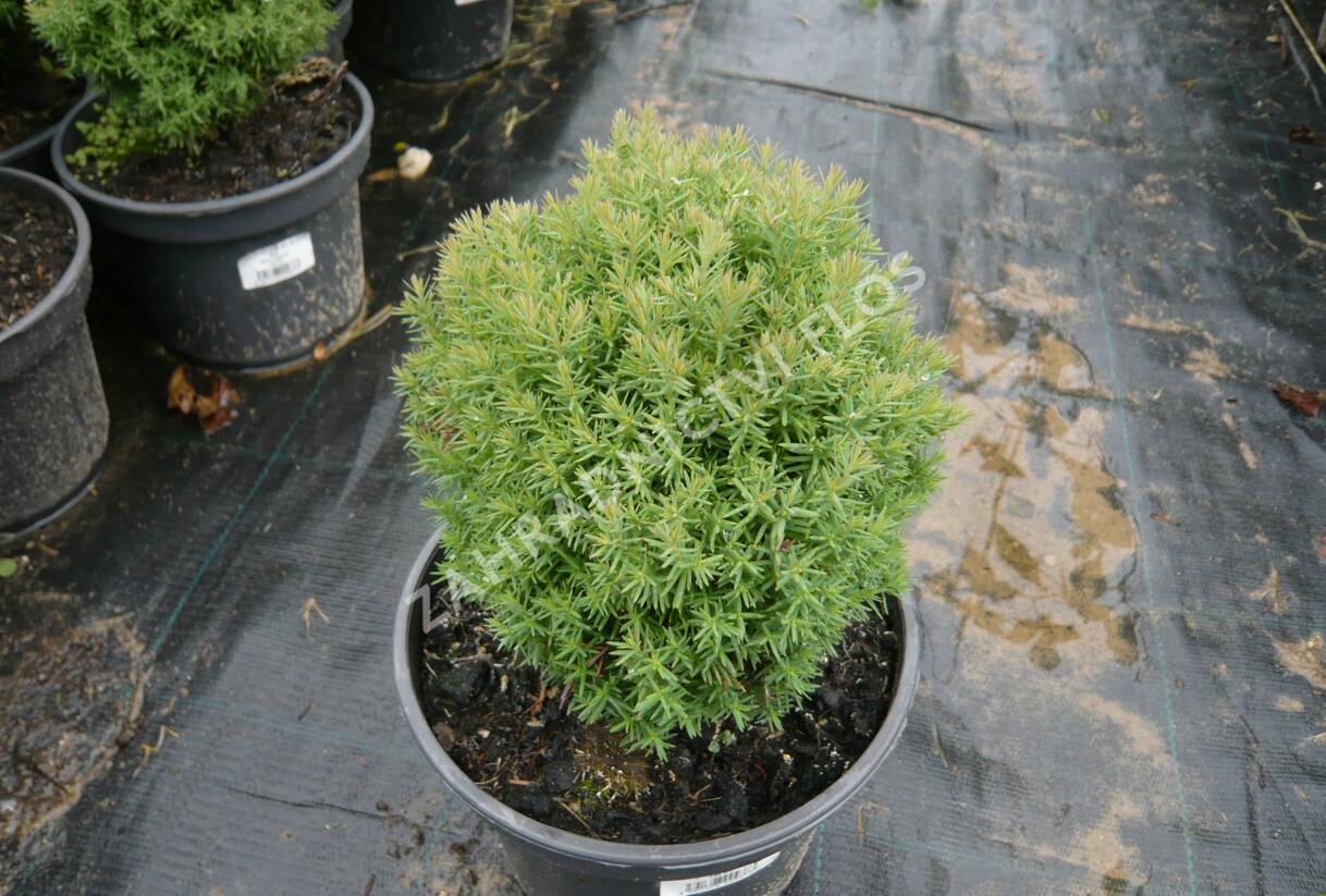 Túje, zerav západní 'Mister Bowling Ball' - Thuja occidentalis 'Mister Bowling Ball'