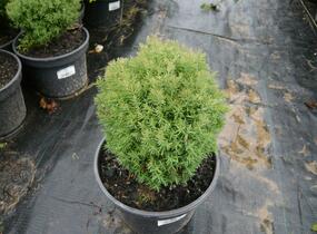 Túje, zerav západní 'Mister Bowling Ball' - Thuja occidentalis 'Mister Bowling Ball'
