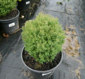 Zerav, túje západní 'Mister Bowling Ball' - Thuja occidentalis 'Mister Bowling Ball'