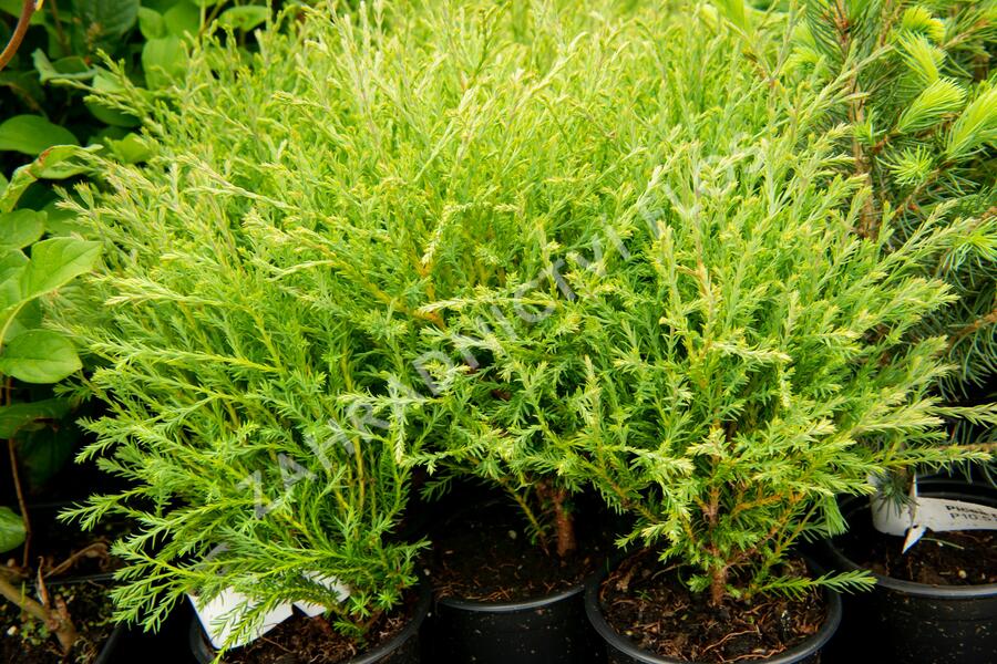 Zerav, túje západní 'Mister Bowling Ball' - Thuja occidentalis 'Mister Bowling Ball'