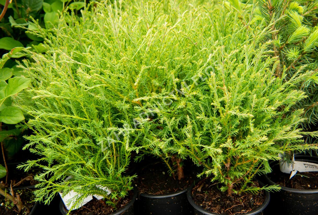Túje, zerav západní 'Mister Bowling Ball' - Thuja occidentalis 'Mister Bowling Ball'