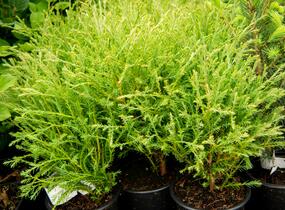 Túje, zerav západní 'Mister Bowling Ball' - Thuja occidentalis 'Mister Bowling Ball'