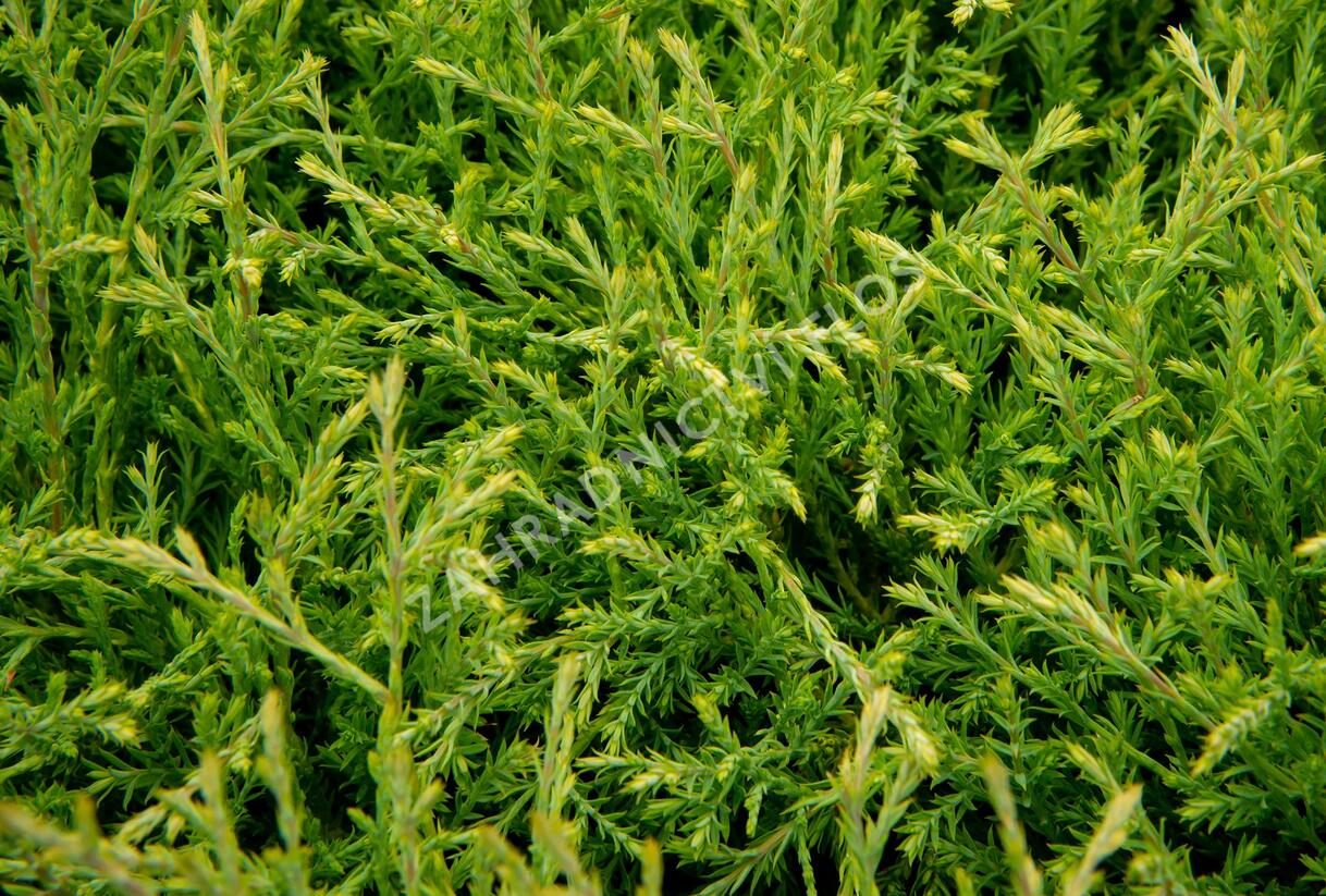 Túje, zerav západní 'Mister Bowling Ball' - Thuja occidentalis 'Mister Bowling Ball'