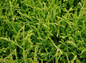 Túje, zerav západní 'Mister Bowling Ball' - Thuja occidentalis 'Mister Bowling Ball'