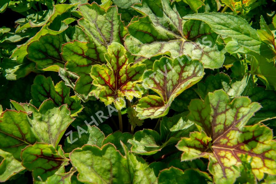 Dlužicha 'Marvelous Marble Silver' - Heuchera americana 'Marvelous Marble Silver'