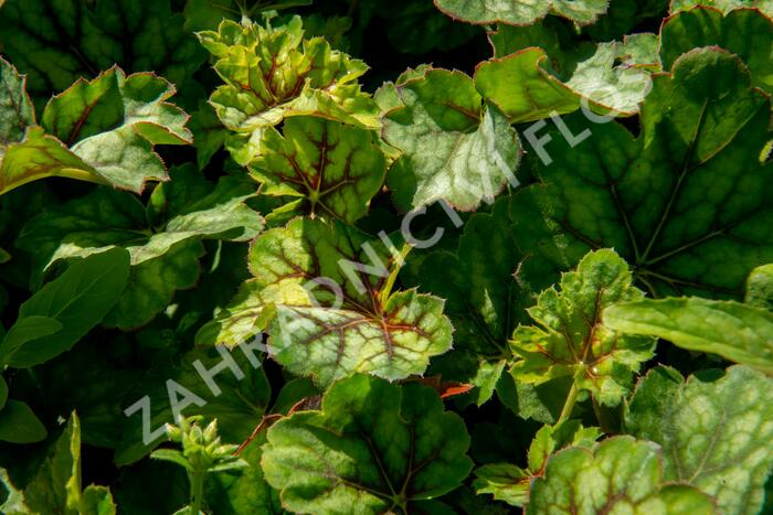 Dlužicha 'Marvelous Marble Silver' - Heuchera americana 'Marvelous Marble Silver'