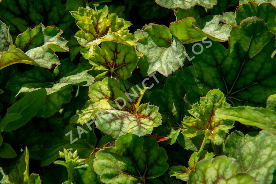 Dlužicha 'Marvelous Marble Silver' - Heuchera americana 'Marvelous Marble Silver'
