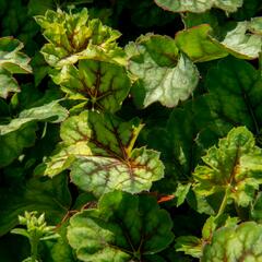 Dlužicha 'Marvelous Marble Silver' - Heuchera americana 'Marvelous Marble Silver'