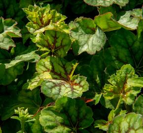 Dlužicha 'Marvelous Marble Silver' - Heuchera americana 'Marvelous Marble Silver'