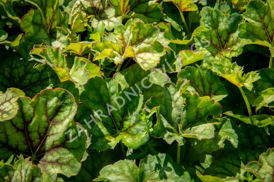 Dlužicha 'Marvelous Marble Silver' - Heuchera americana 'Marvelous Marble Silver'