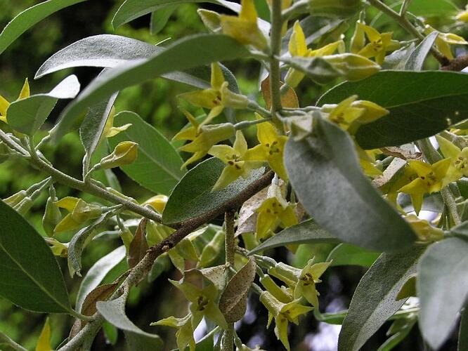 Hlošina stříbrná - Elaeagnus commutata