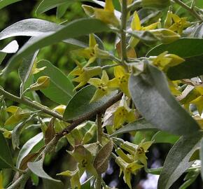 Hlošina stříbrná - Elaeagnus commutata