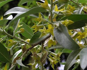 Hlošina stříbrná