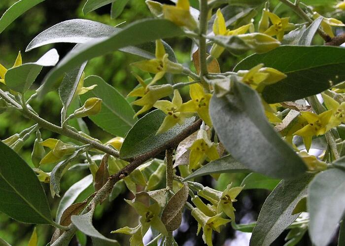 Hlošina stříbrná - Elaeagnus commutata
