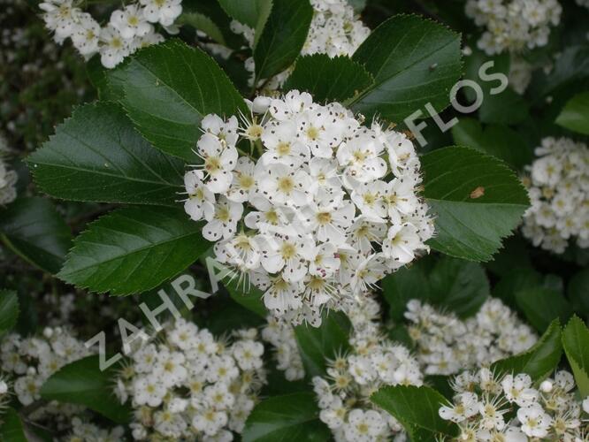 Hloh slívolistý - Crataegus prunifolia