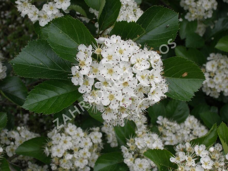 Hloh slívolistý - Crataegus prunifolia