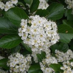 Hloh slívolistý - Crataegus prunifolia