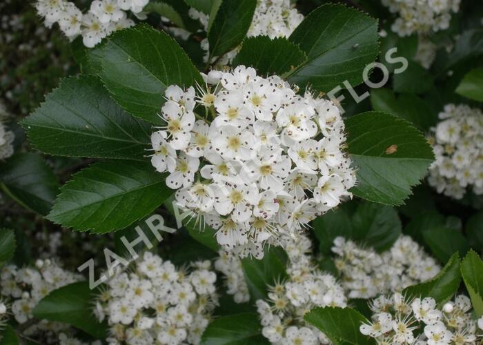 Hloh slívolistý - Crataegus prunifolia