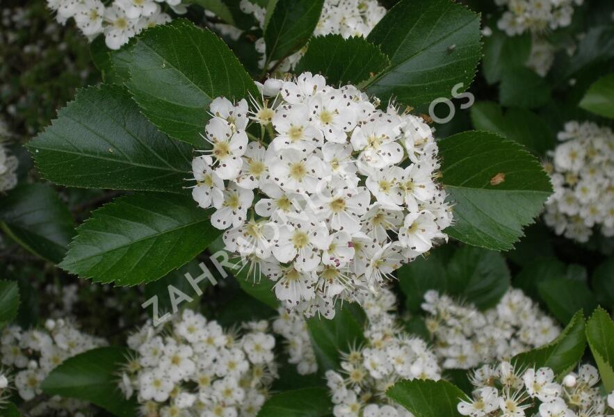 Hloh slívolistý - Crataegus prunifolia