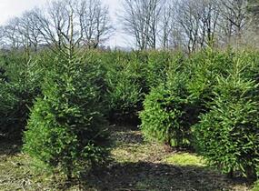 Smrk ztepilý - Picea abies