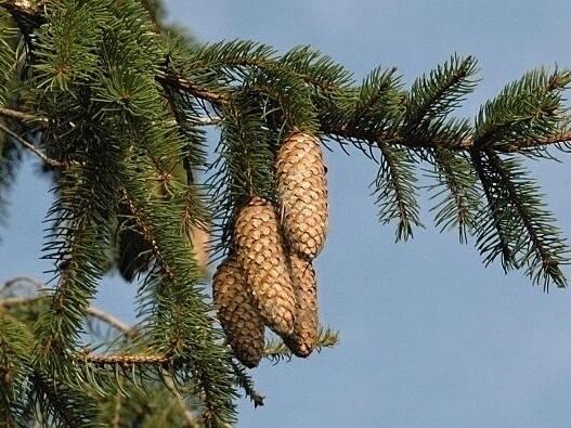 Smrk ztepilý - Picea abies