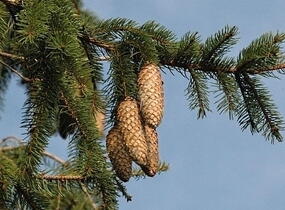 Smrk ztepilý - Picea abies