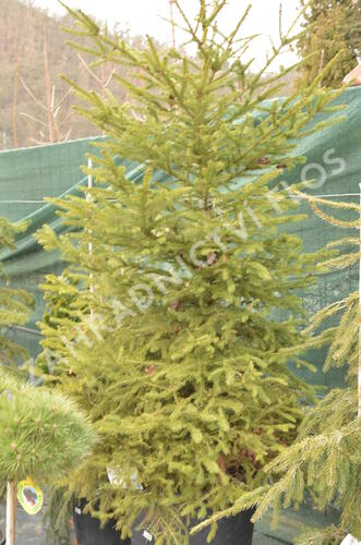 Smrk ztepilý - Picea abies