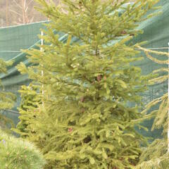 Smrk ztepilý - Picea abies