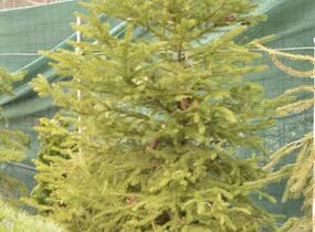 Smrk ztepilý - Picea abies