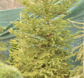 Smrk ztepilý - Picea abies