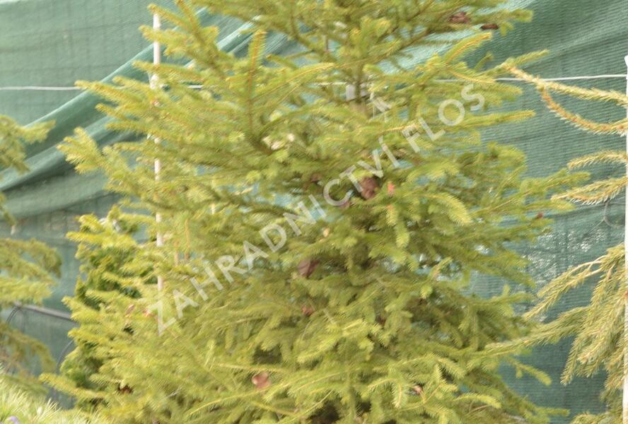 Smrk ztepilý - Picea abies