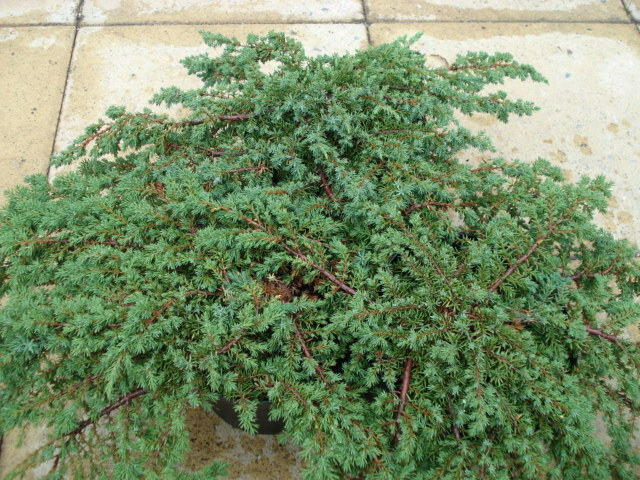 Jalovec polehlý 'Prostrata' - Juniperus horizontalis 'Prostrata'