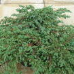 Jalovec polehlý 'Prostrata' - Juniperus horizontalis 'Prostrata'