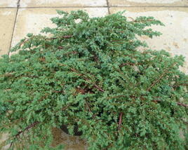 Jalovec polehlý 'Prostrata'