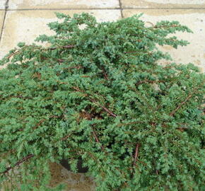 Jalovec polehlý 'Prostrata' - Juniperus horizontalis 'Prostrata'