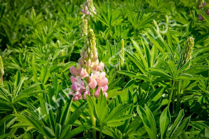 Lupina 'Lupini Pink Shades' - Lupinus polyphyllus 'Lupini Pink Shades'