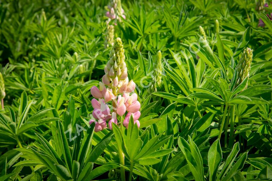 Lupina 'Lupini Pink Shades' - Lupinus polyphyllus 'Lupini Pink Shades'