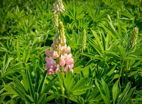 Lupina 'Lupini Pink Shades' - Lupinus polyphyllus 'Lupini Pink Shades'