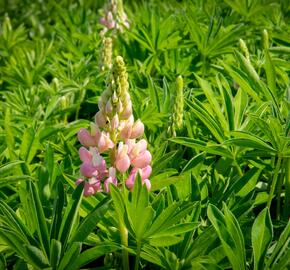 Lupina 'Lupini Pink Shades' - Lupinus polyphyllus 'Lupini Pink Shades'